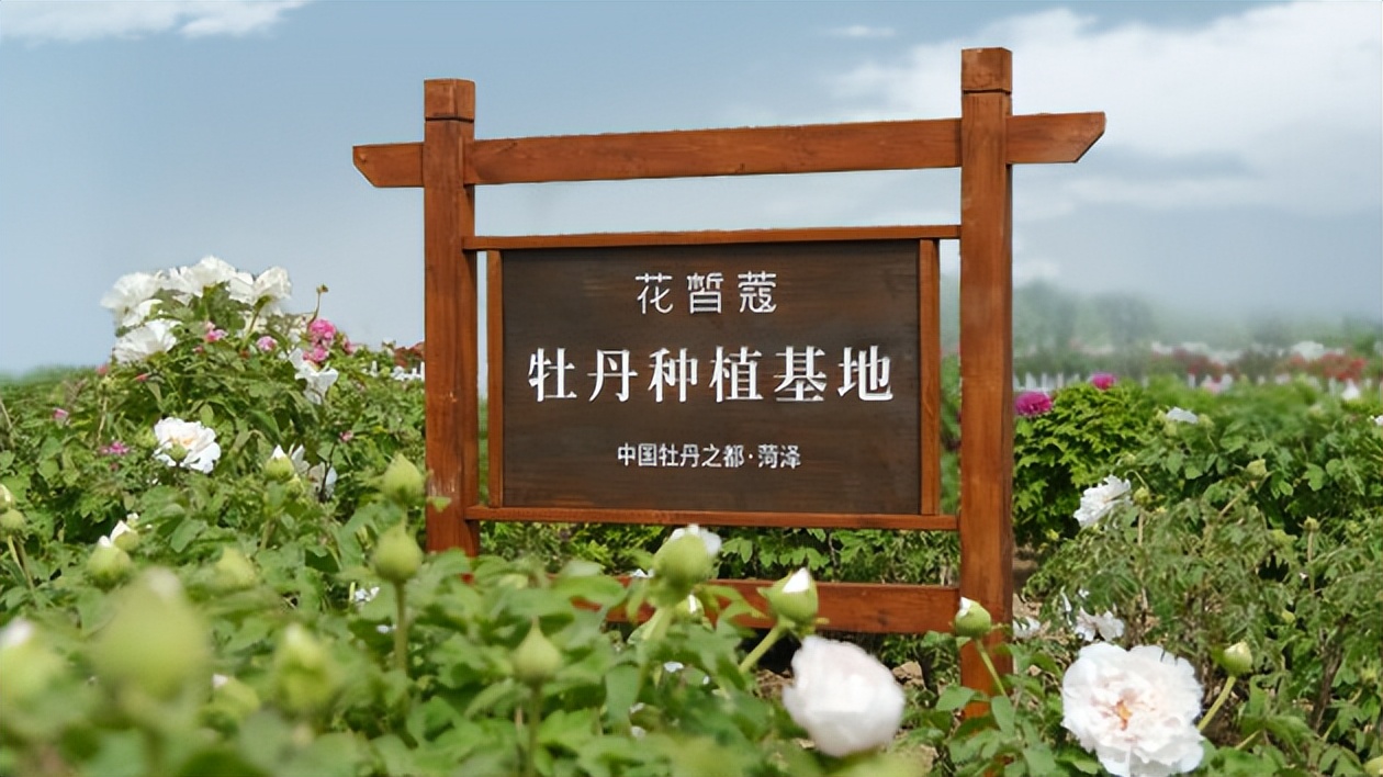 花皙蔻牡丹精粹油30ml,花皙蔻菏泽