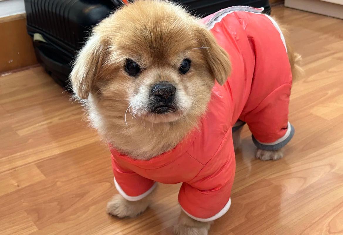 狗狗的年龄和人的年龄对照表,狗狗年龄与人类年龄对照表