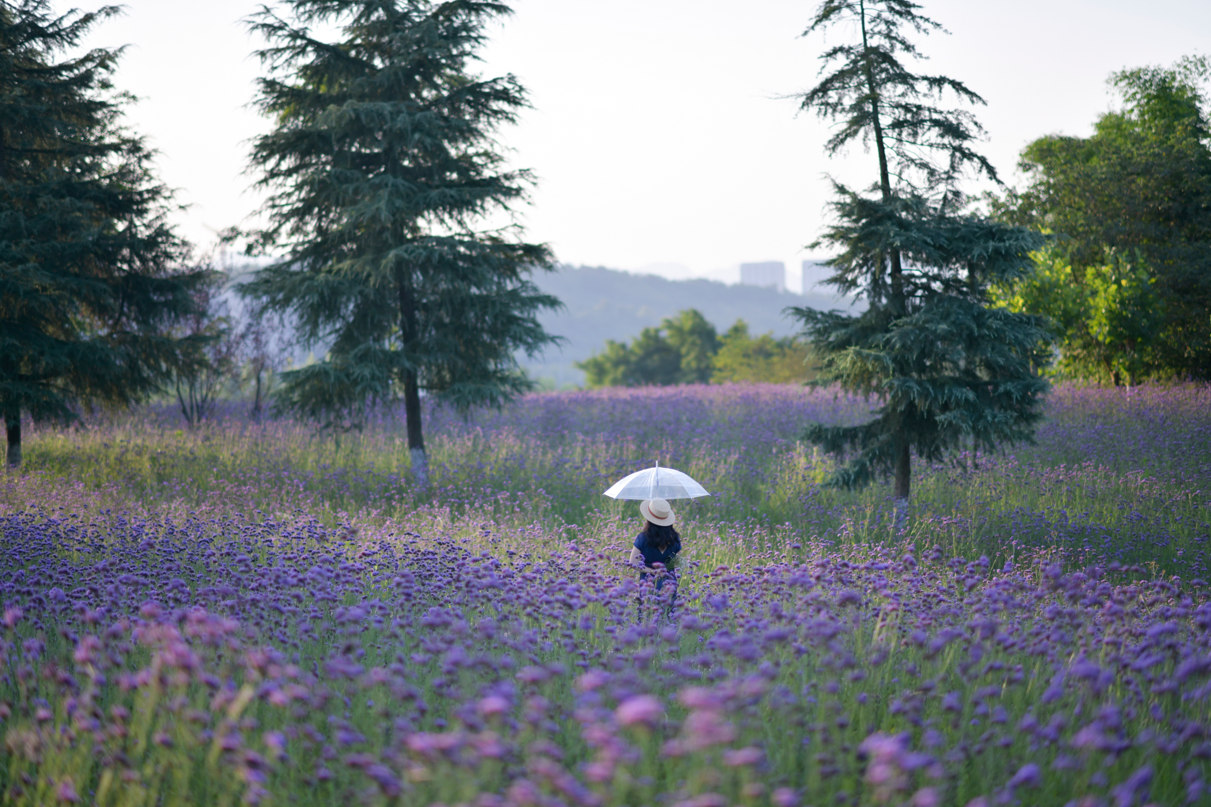 重庆市赏花胜地游玩线路,重庆渝北周边赏花地点推荐