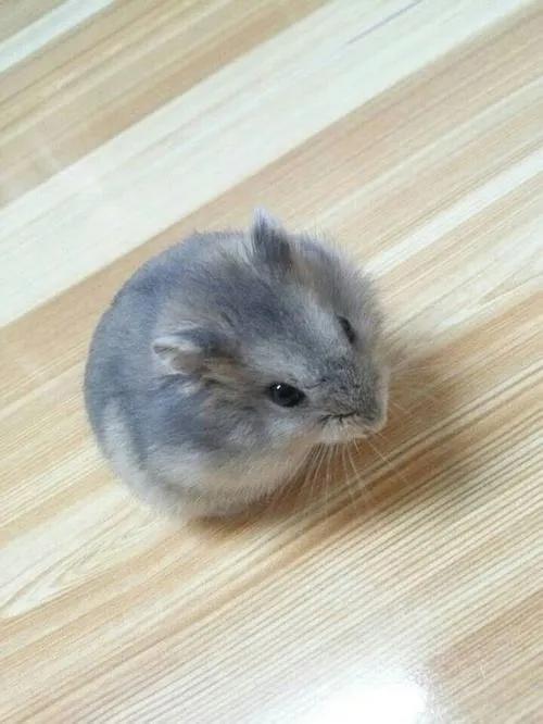 为什么养宠物总养不活,怎么养都养不死的宠物