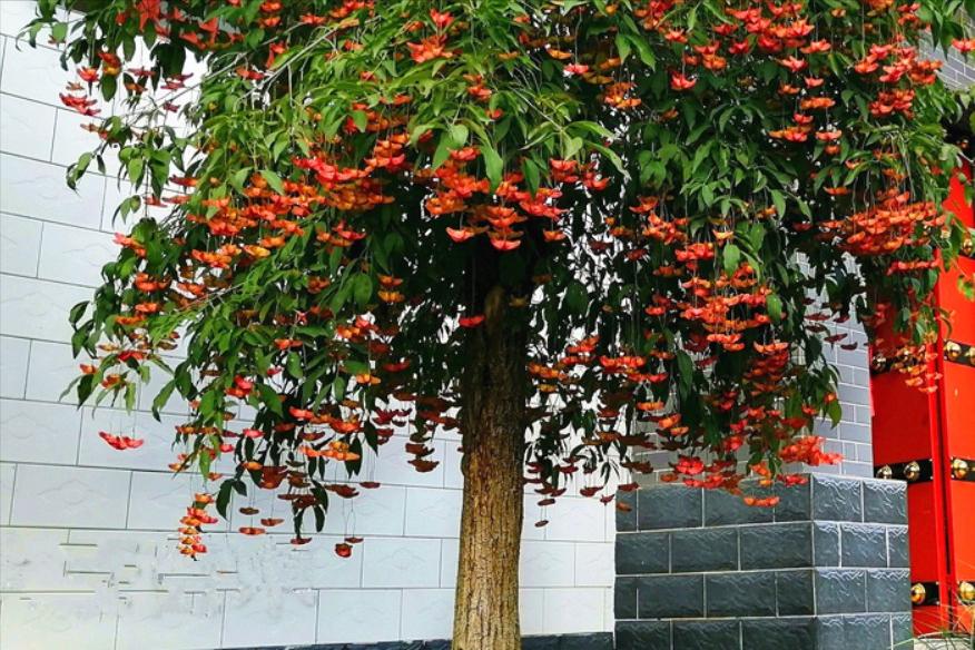 嫁接苗木的方法和技术,桂花嫁接的砧木树种有哪些