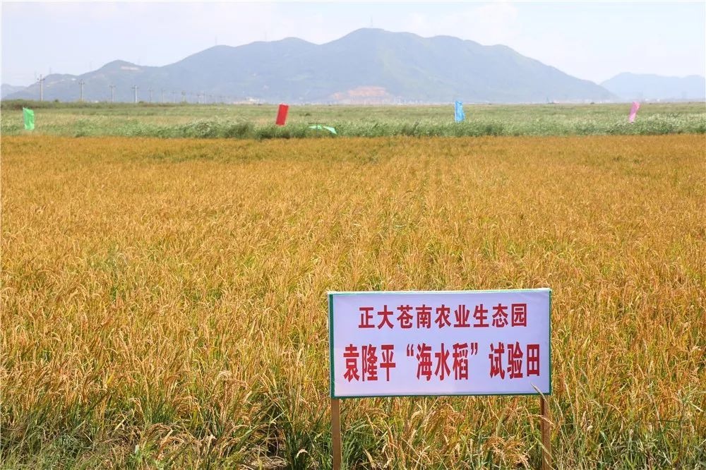 种植海水稻有什么好处,海水稻好吃还是难吃