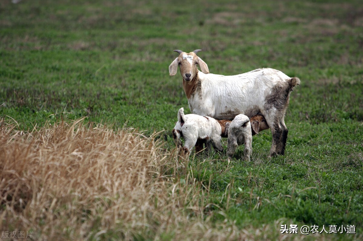 现在在农村养牛好还是养羊好,农村养牛或养羊哪个疾病少效益高