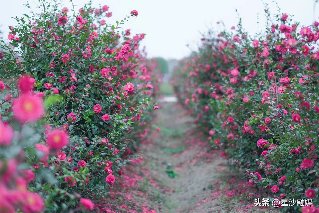 长沙春天赏花的地方有哪些,长沙春天哪里看花海