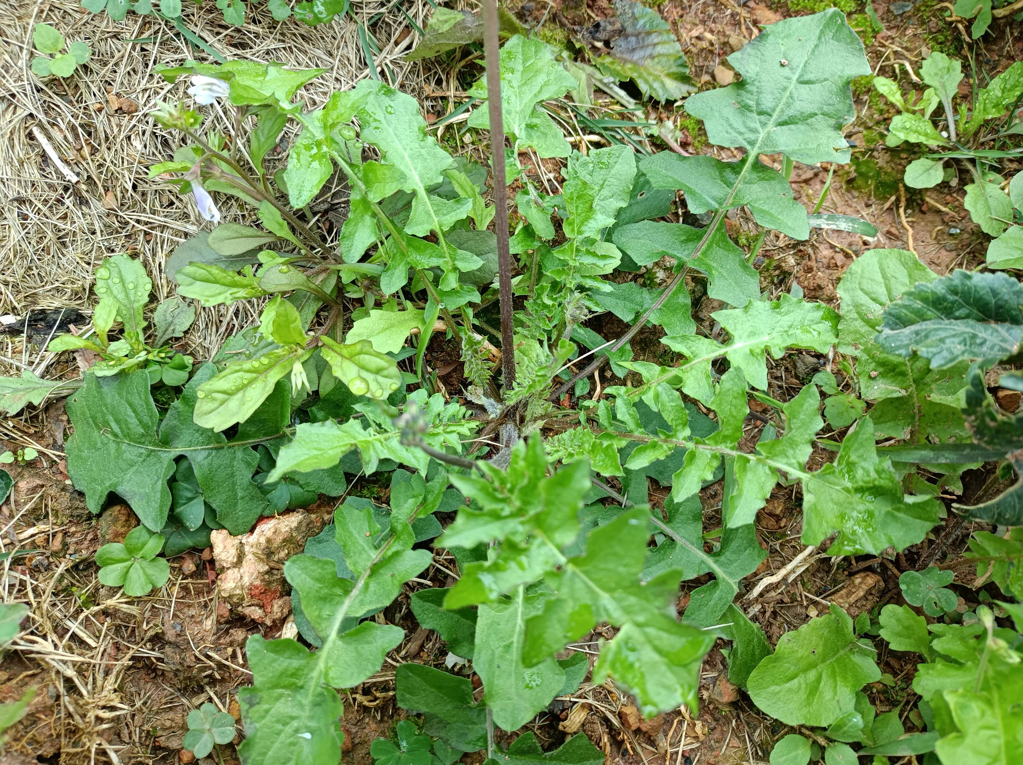 酷似蒲公英的野菜,尖裂假还阳草和蒲公英区别