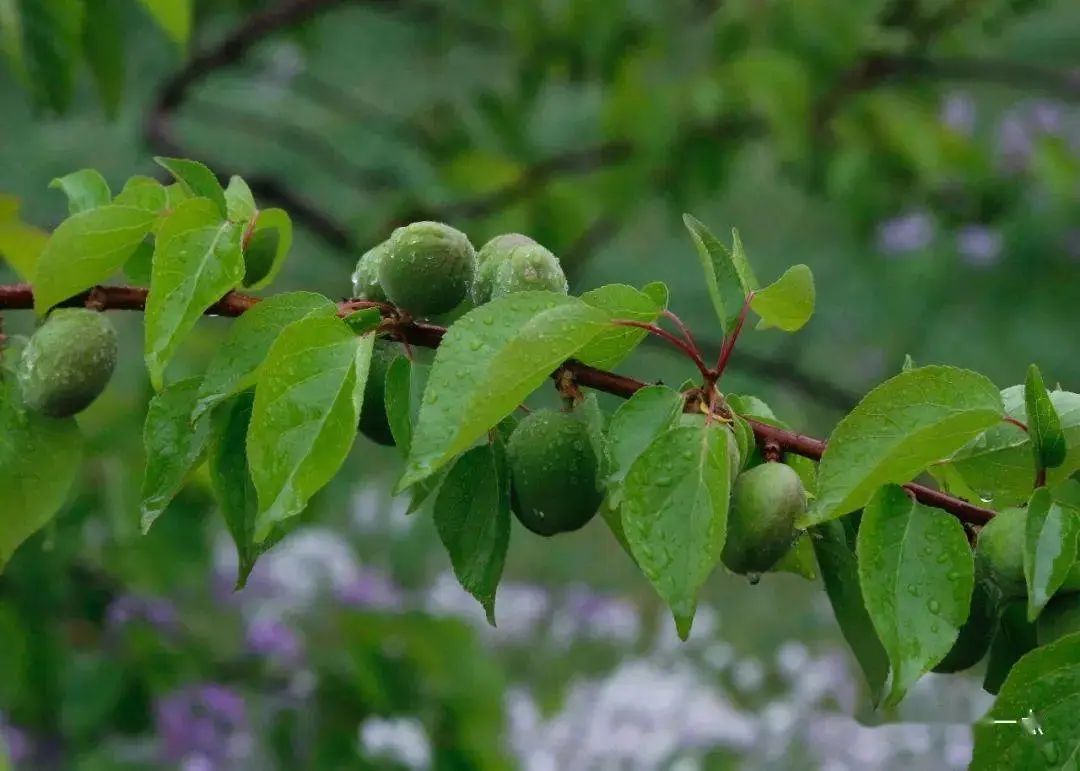 诗词选编——杏子28首