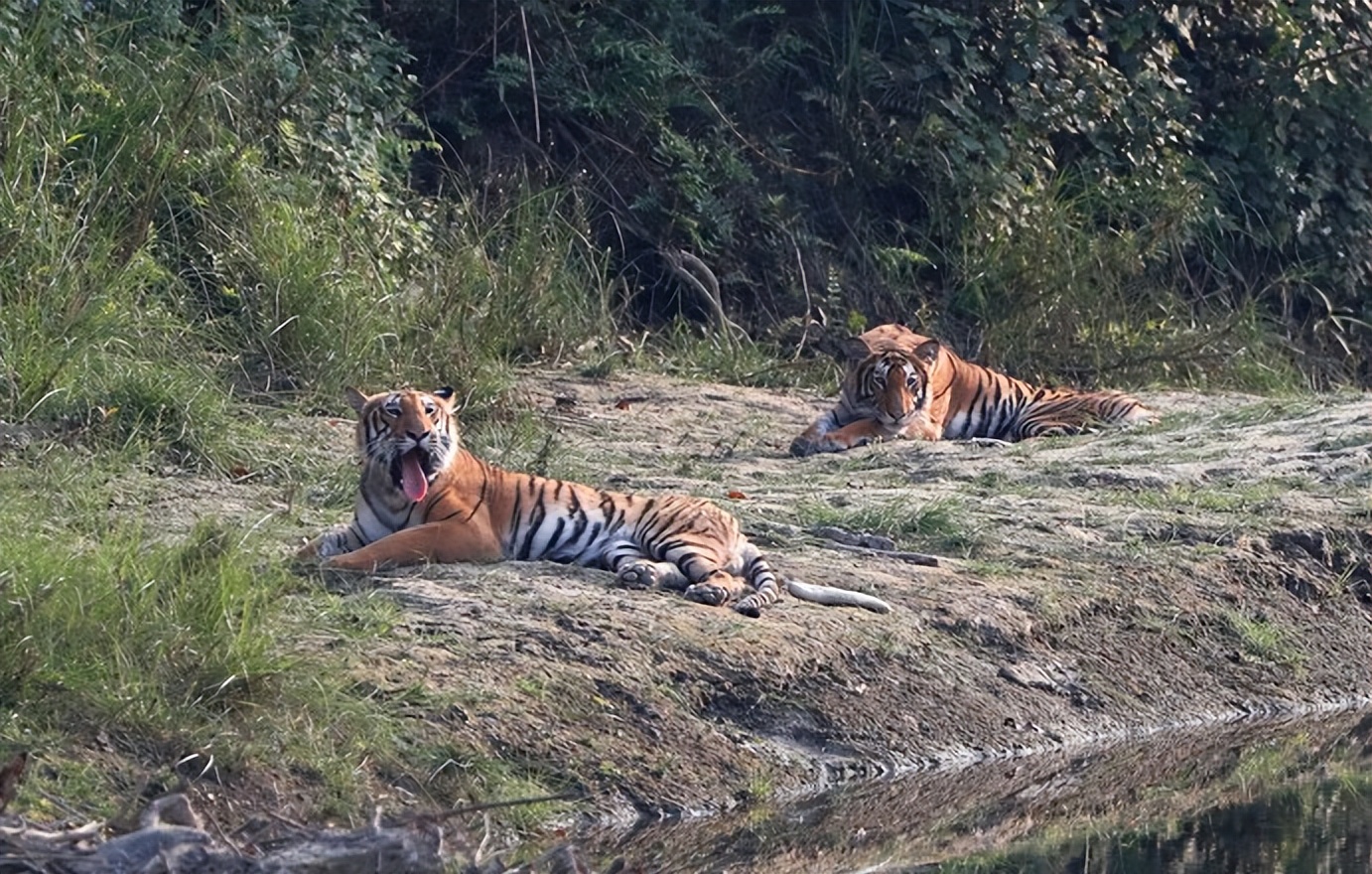 在亚洲大部分地区,老虎数量正在反弹