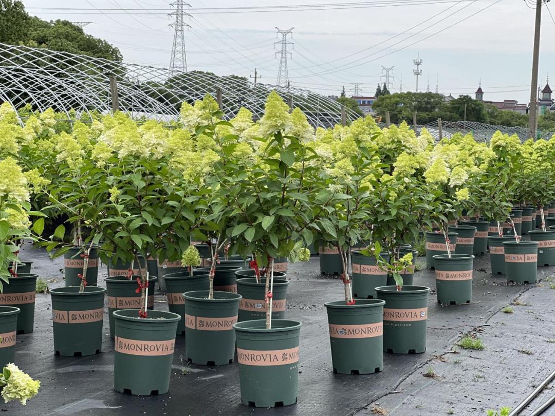 园艺电商怎么做好营销工作,园艺电商怎么做好营销