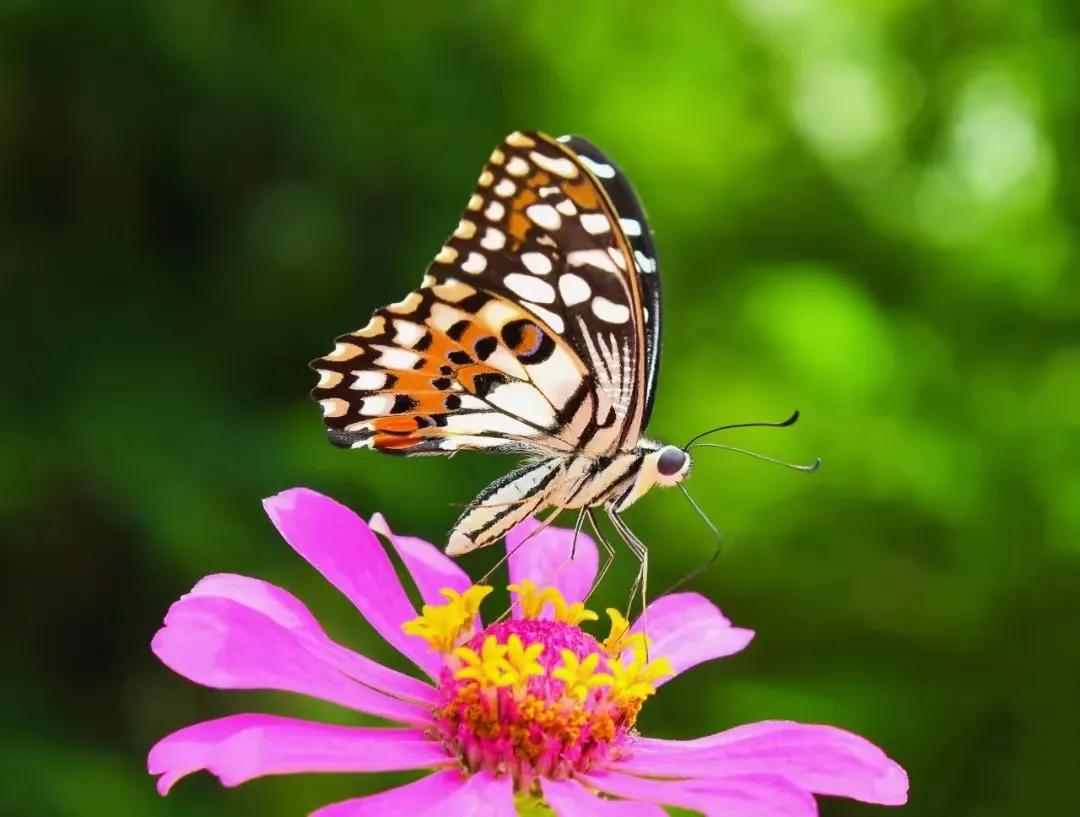 东风起，春意浓，有一朵花为你而开，有一个春天为你而来