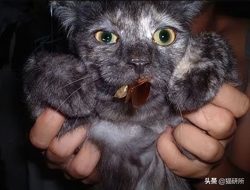 猫嘴里吐出半只蟑螂，如何消毒？在线等，急