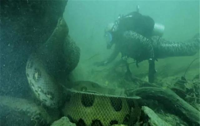 500m的红海巨蟒真的存在吗,泰坦巨蟒和红海巨蟒哪个比较大