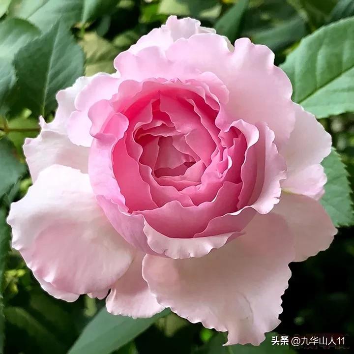 黄色系藤本月季哪个品种好,适合海南种的藤本月季品种