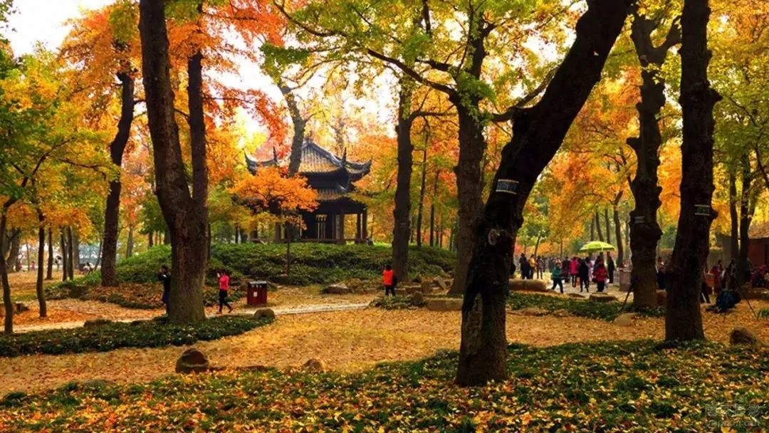 苏州秋天的美,一起感受秋天的苏州