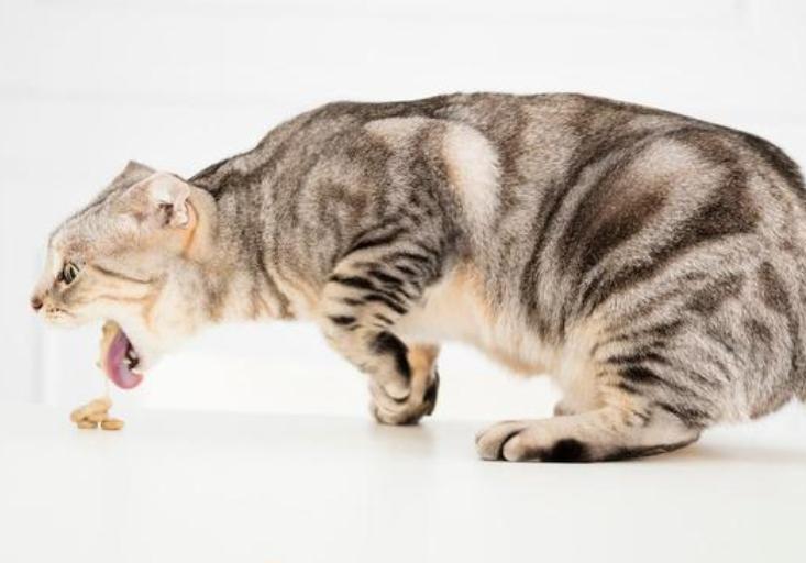 猫咪呕吐紧急措施,猫咪紧急症状