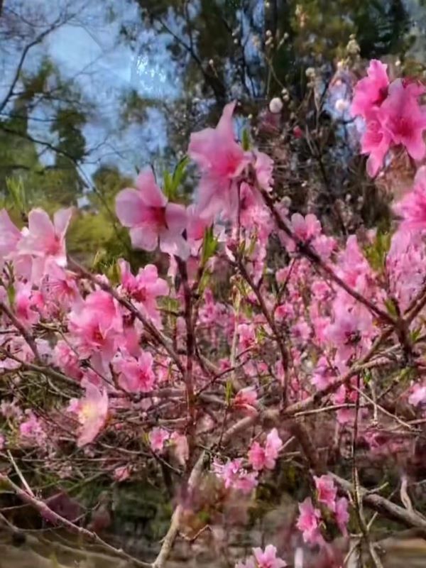 春天昆明赏花有哪些景点,春天来春城昆明7大赏花好去处