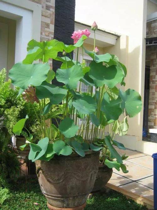 门前放大海财源滚滚来算违禁词吗,门前放大海好运滚滚来