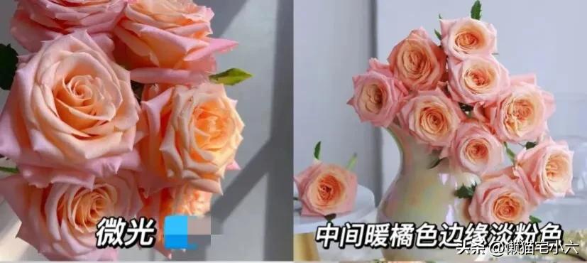 玫瑰花送你最浪漫,姑娘送一个玫瑰花给你