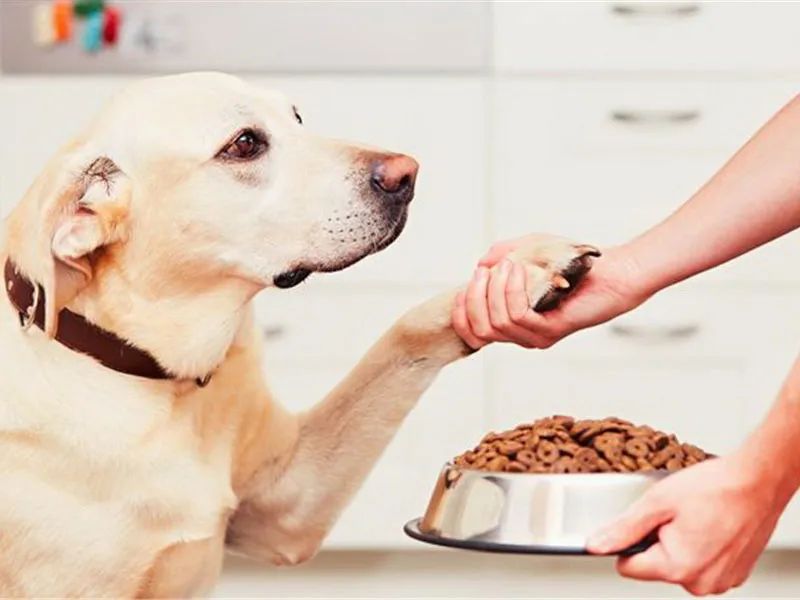 狗粮这么多你知道哪些是毒狗粮吗,如何判断狗粮是否真的假的