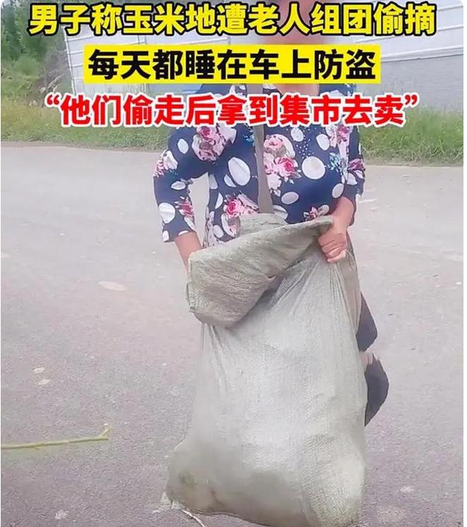 30箱香蕉被哄抢什么地方,30箱香蕉被抢