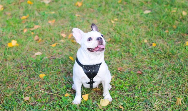 能看家护院的小狗叫什么,看家护院的小狗叫什么名字