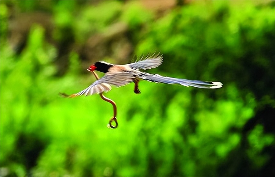 厦门行道树鸟攻击人,厦门鸟攻击人