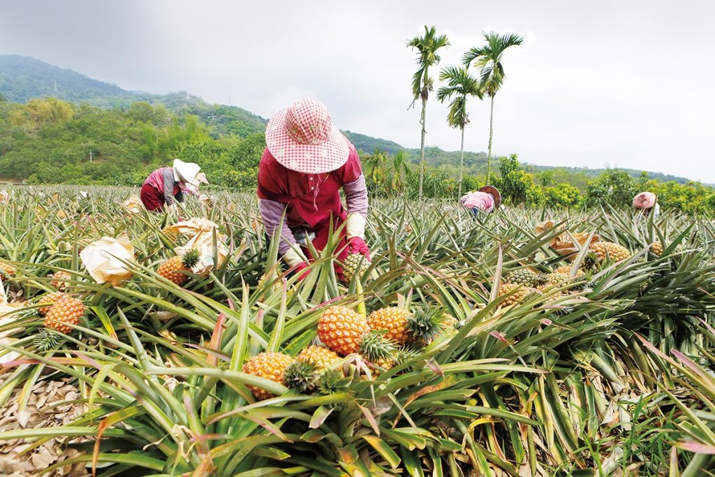 台湾菠萝滞销台湾人民的反应,台湾菠萝会涨价吗