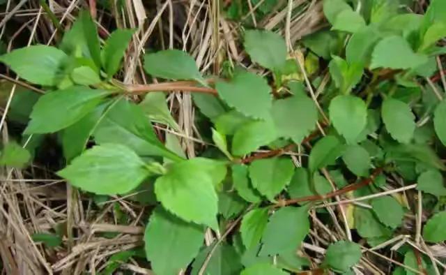 十种怪味野菜,这种美味清香的野菜你吃过吗
