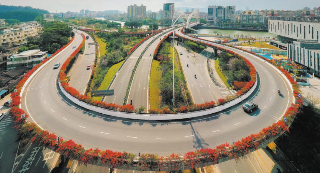 40年前TA被选为江门市花，如今成片成群绽放，扮靓整座城市！