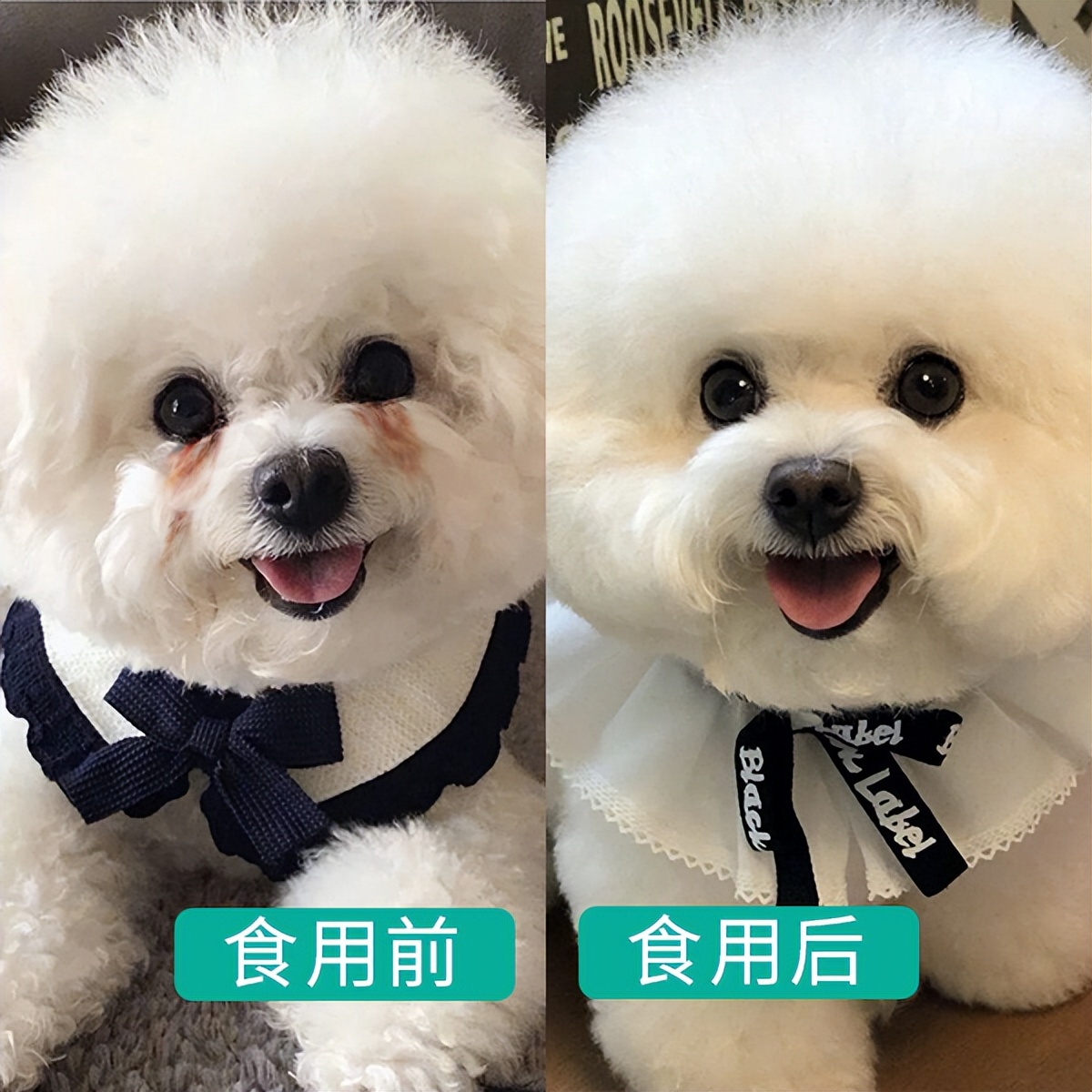 比熊有泪痕怎么办,比熊泪痕如何去掉