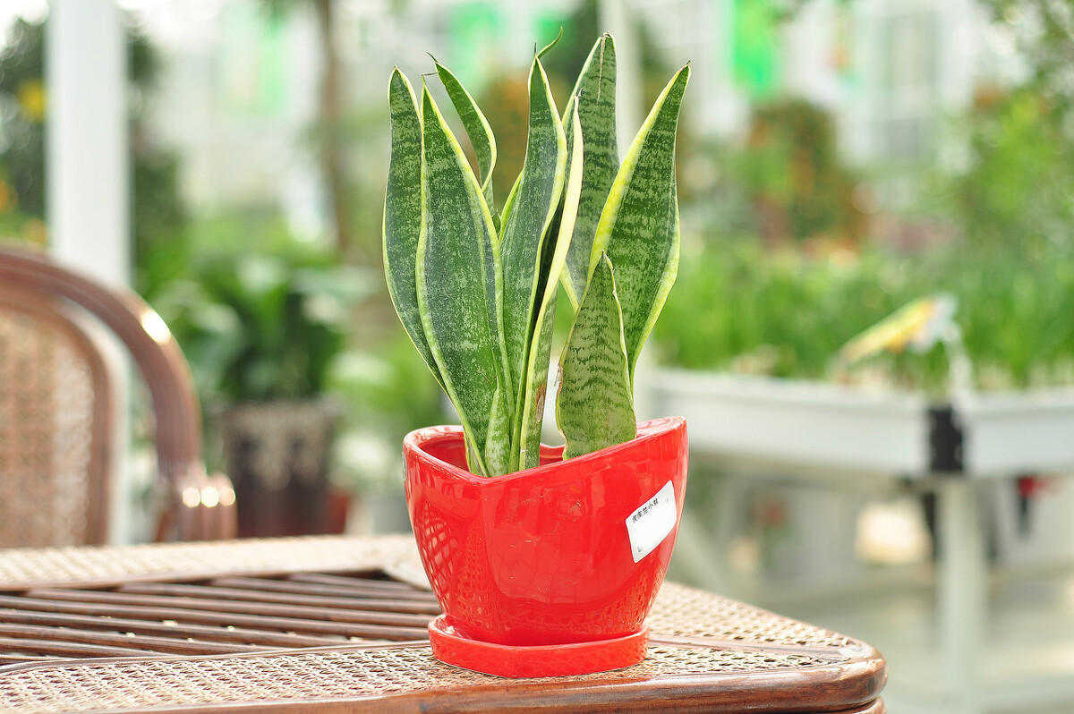 适合室内去养的净化空气的绿植,室内净化空气好养活好看的绿植