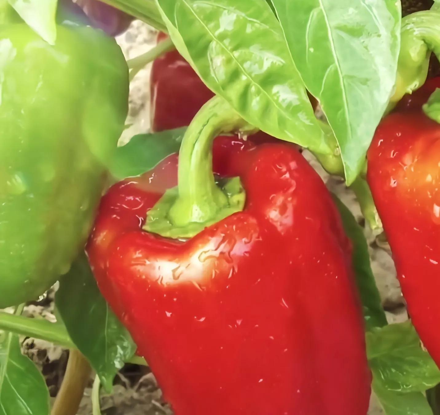 标本切片怎么才能厚薄均匀,日本可调厚薄超薄切片神器