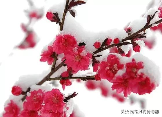 心若香茗静听花开的意思,心若香茗静听花开文案