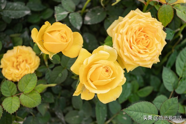 这八种花家里有小孩尽量不要养,6种好看又好养的耐阴花