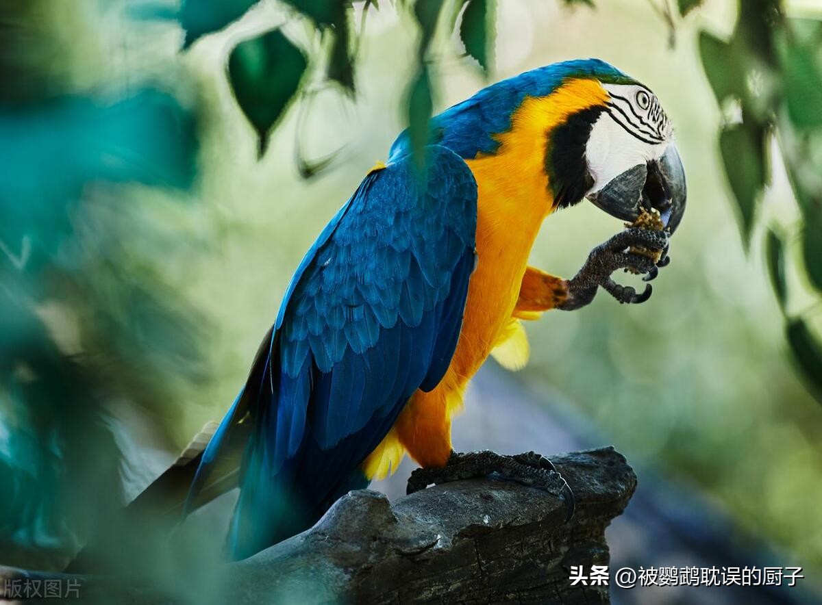 新手入门鹦鹉推荐,适合新手入门鹦鹉有哪些