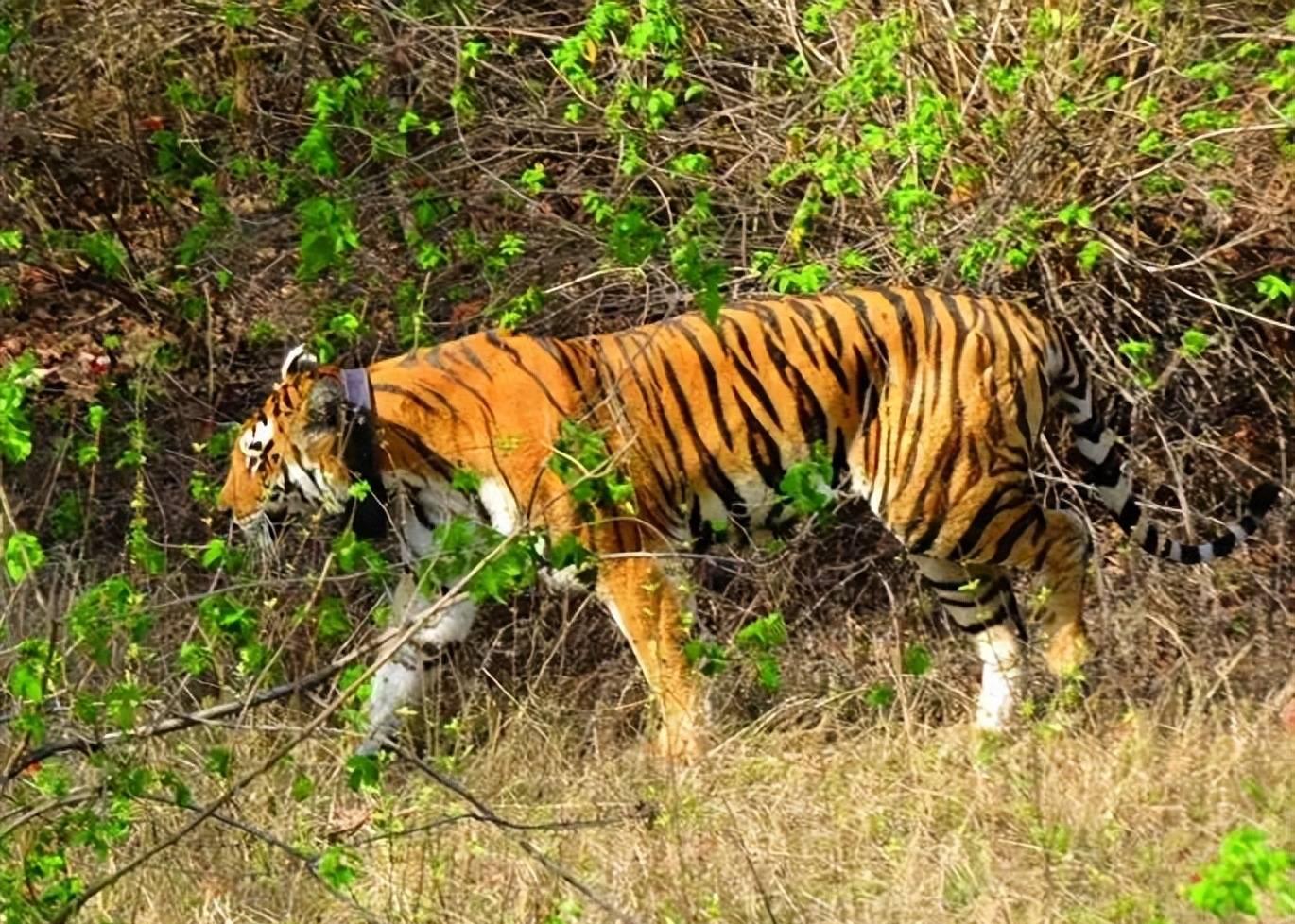 老虎领地的真相,老虎领地数百平方公里