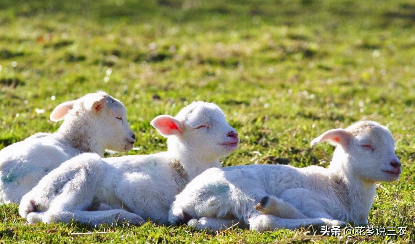 养羊的十大传染病,养羊须知预防哪几种传染病