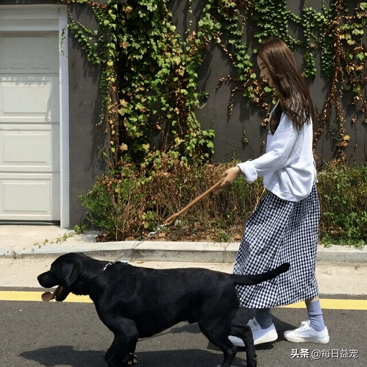 长期养狗不遛狗的后果,养狗不遛狗会发生什么严重的后果