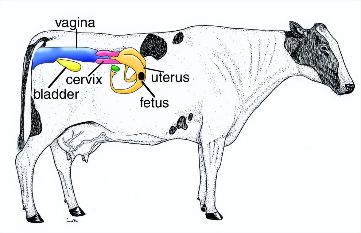 母牛发疯视频,母牛发烧什么情况不能打针