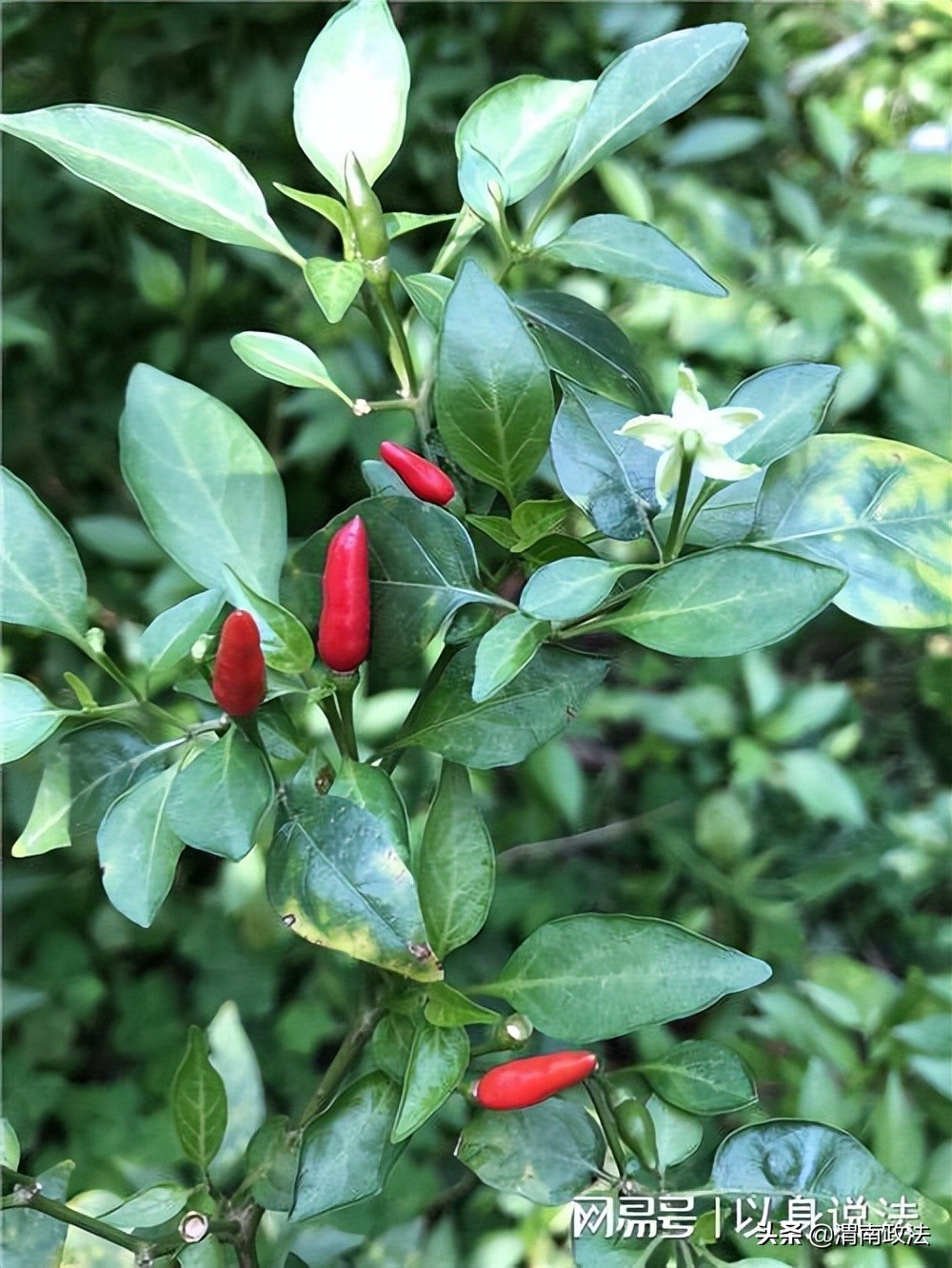 农民种羊肚菌菌种买假种子赔精光,农民买到假种子没有种怎么赔偿