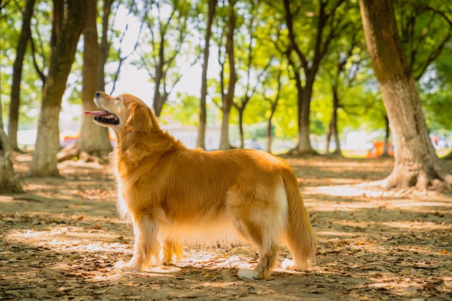 矮脚犬品种排名,家犬有哪些品种