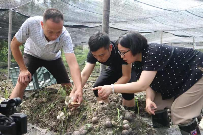 江西袁州:小小富硒竹荪撑起乡村振兴“富民伞”