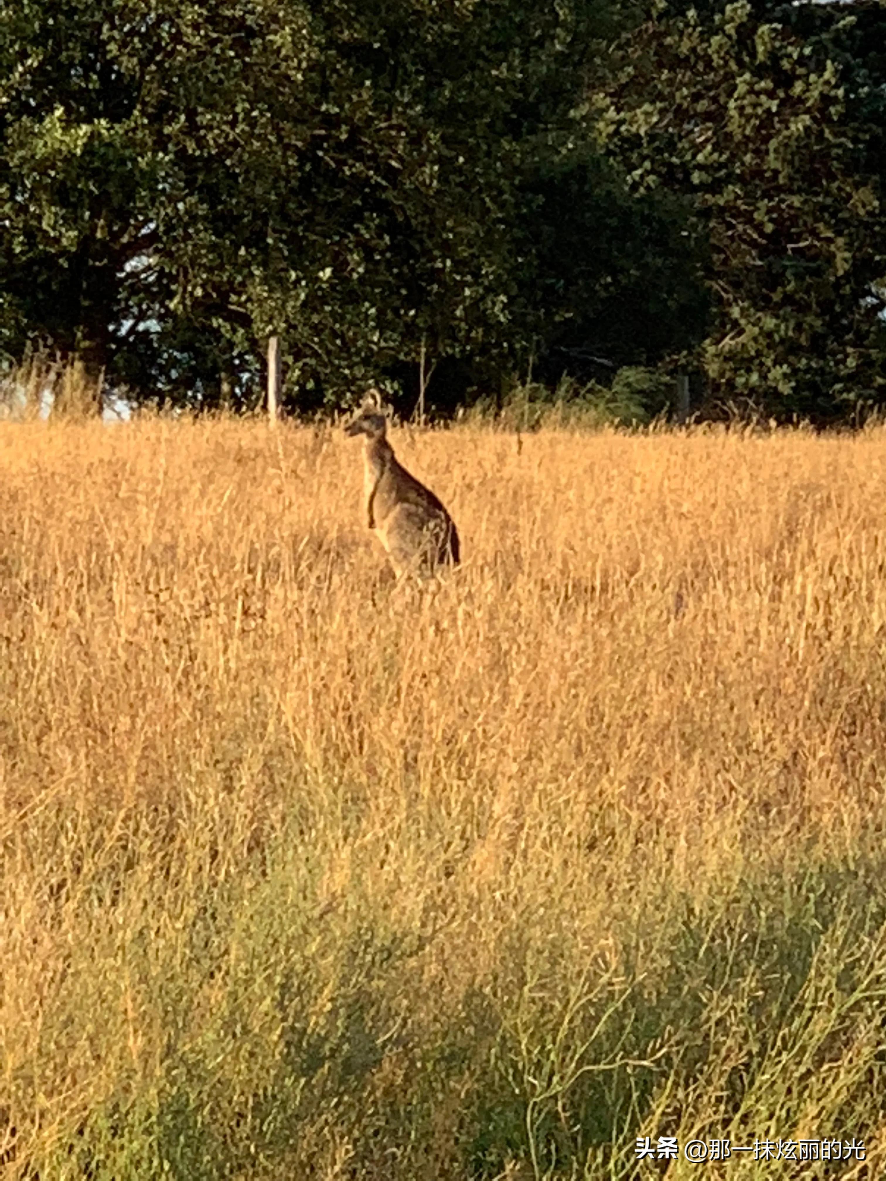 澳洲宠物市场排名,澳洲宠物美容行情