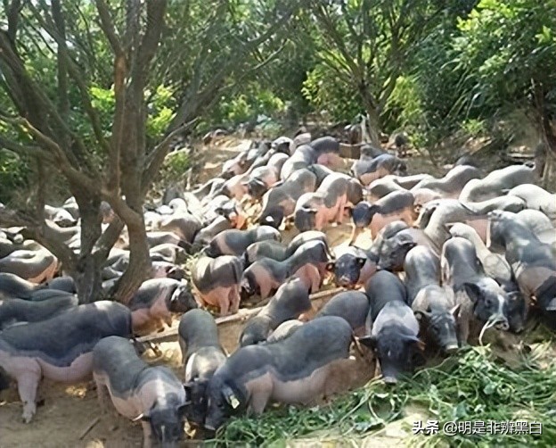 95后养猪两年20万,90后白手起家养猪