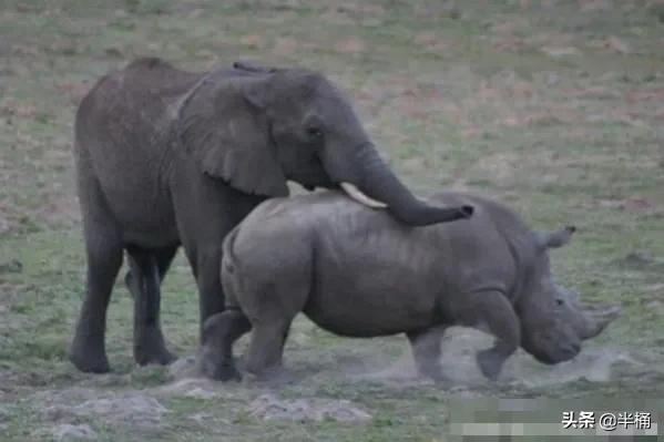 为什么不能招惹发情期的大象,大象发情期是什么样的