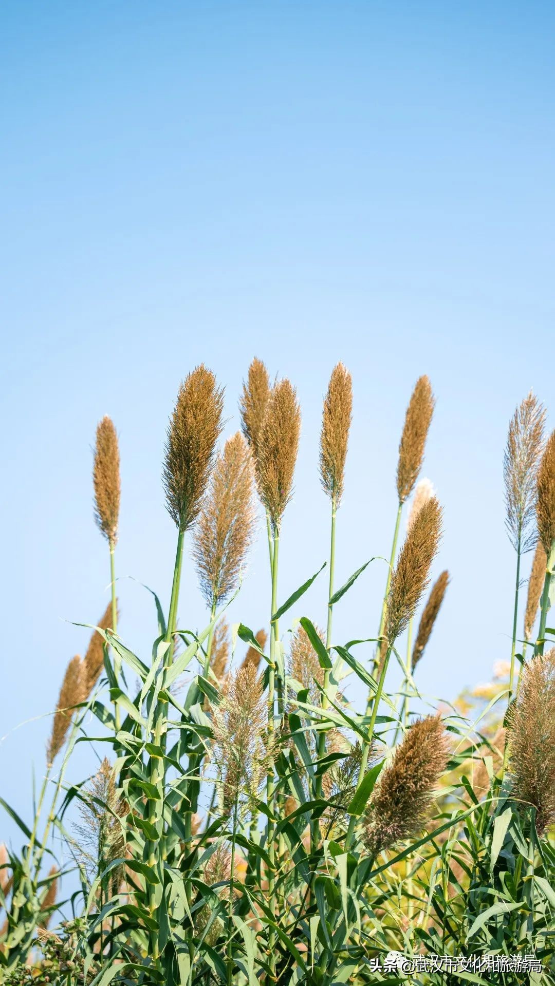 明天出太阳，到东湖捡叶子去！