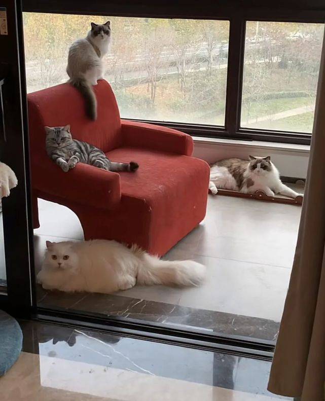 冬季猫咪取暖好物，你pick哪个？