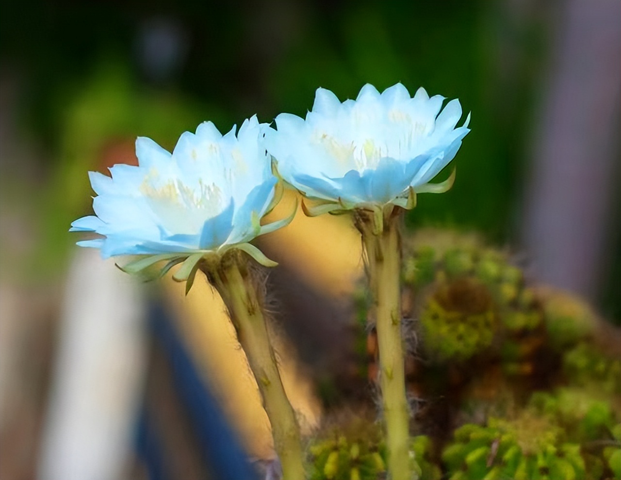 兄弟姐妹相处不和谐怎么办,兄弟姐妹之间相处不好怎么办