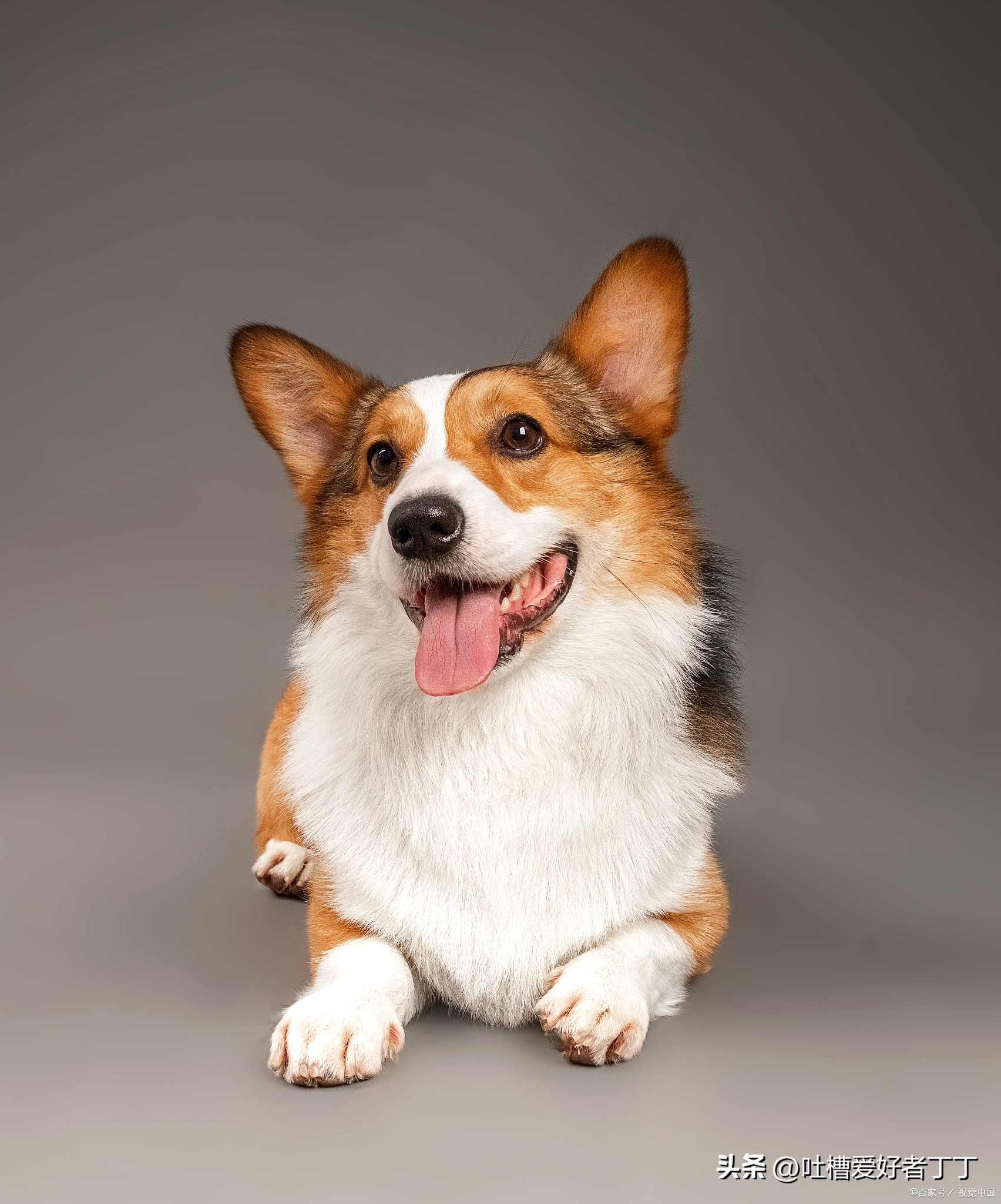 小型宠物狗品种大全,白色宠物狗小型品种