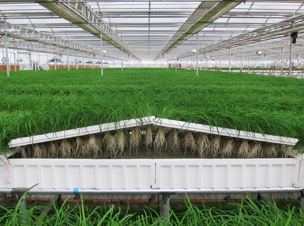 新种的韭菜第一茬一亩能割多少斤,韭菜种植高产方法分享越割越粗壮