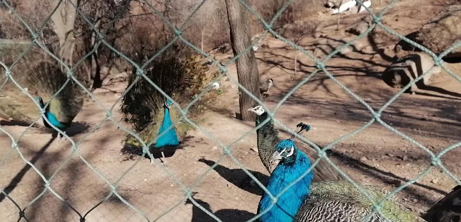 八达岭野生动物园赵菁,八达岭野生动物园门票收费标准